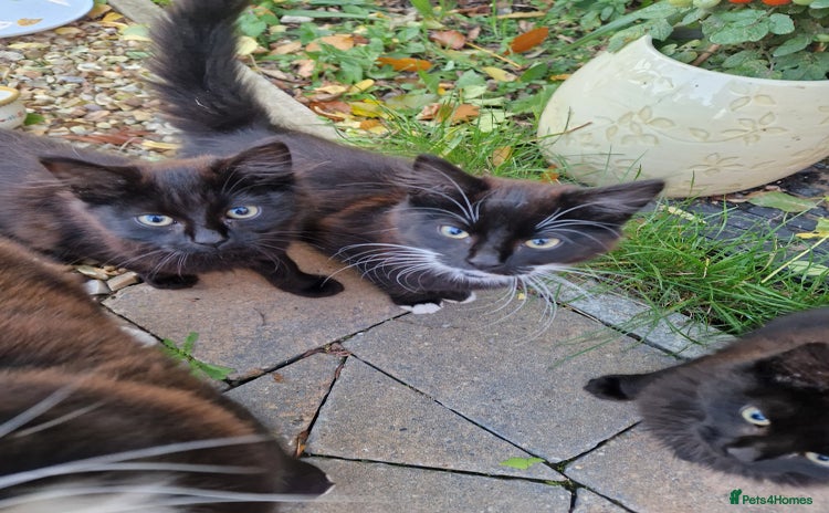 British Longhair cats for sale - Advert 1