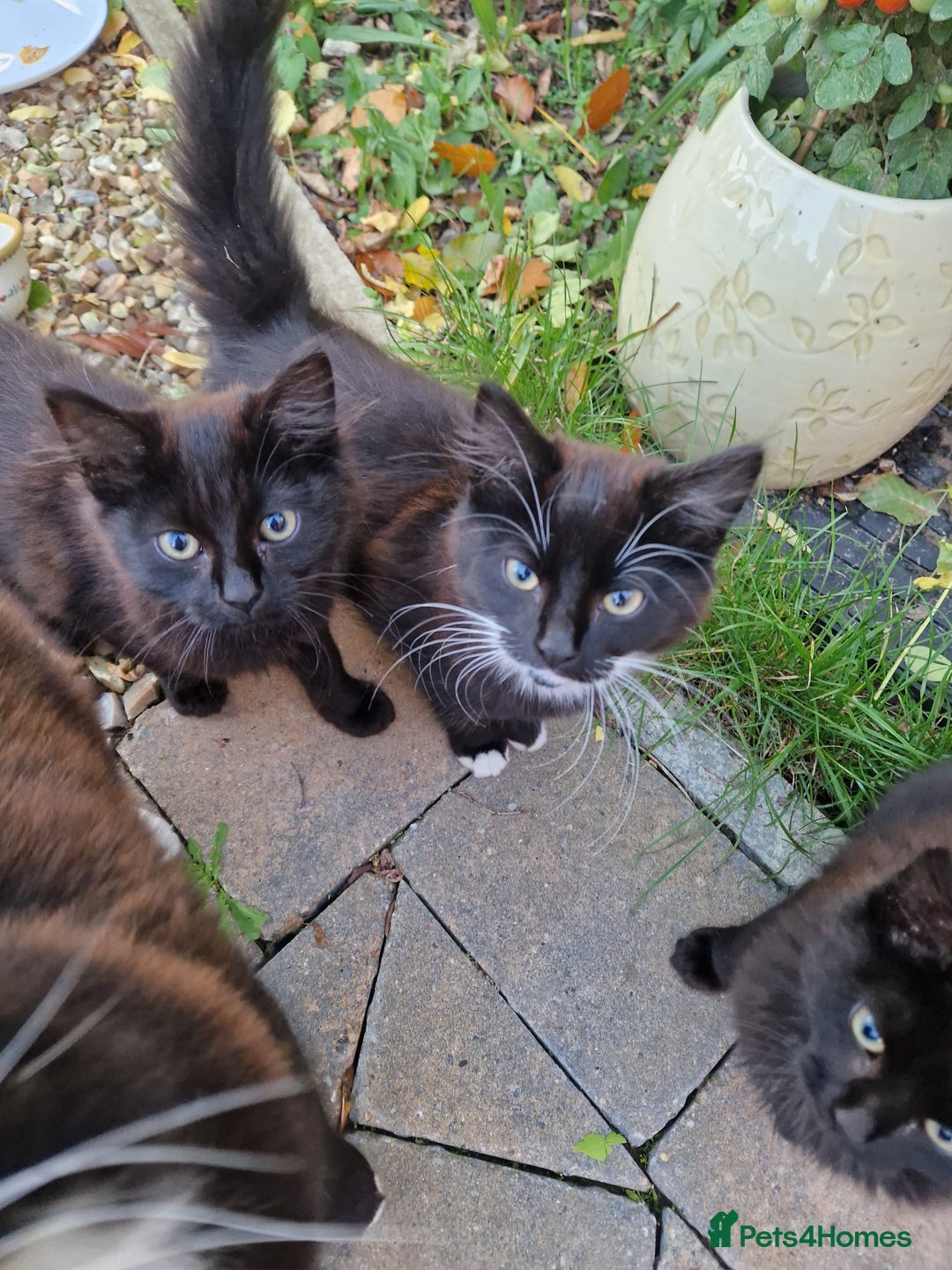 British Longhair cats for sale: Kittens Looking for Loving Homes 🐾 30£ - Image 1