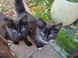 British Longhair cats - Advert 5