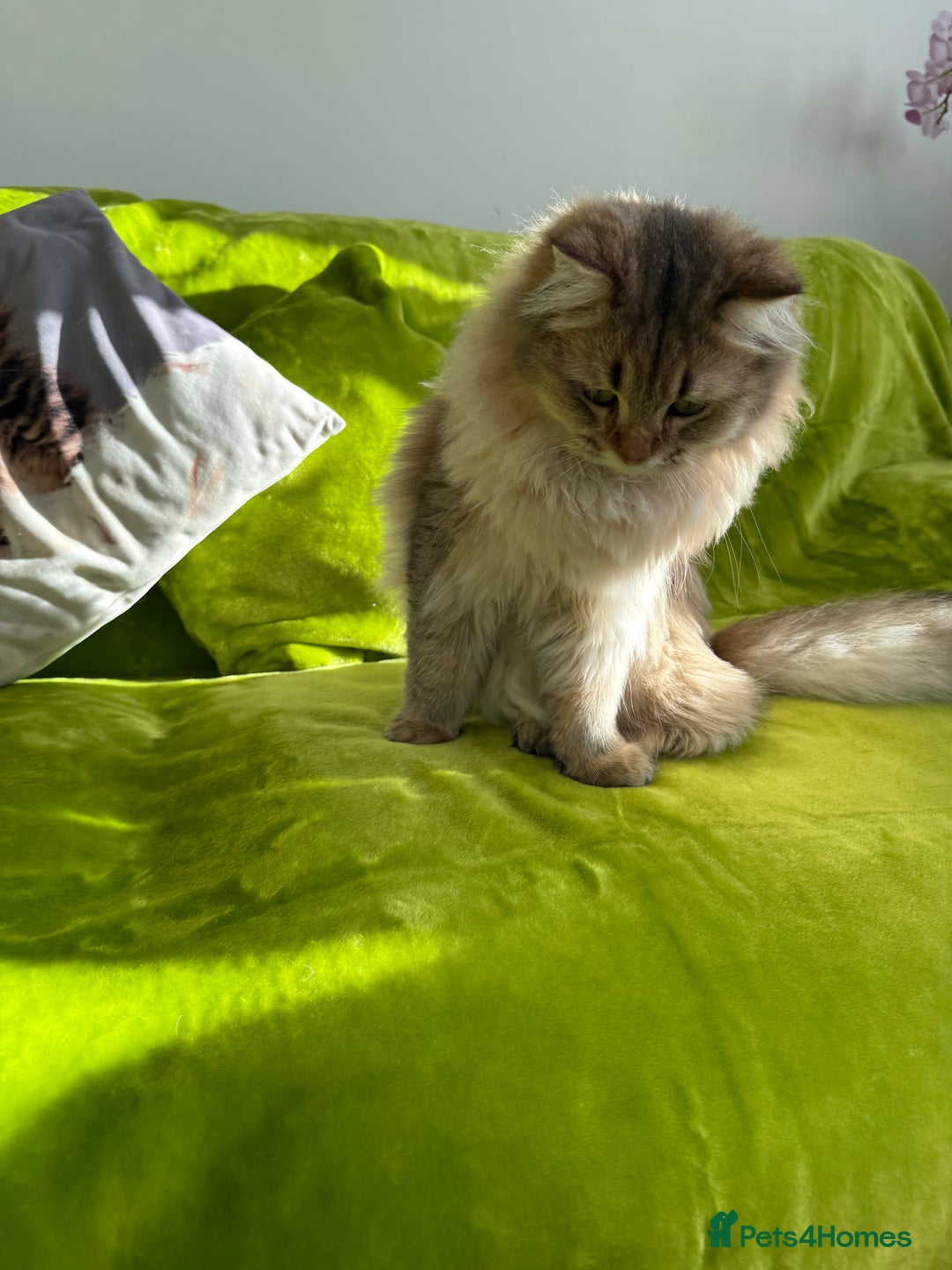 British Longhair cats for sale: British Longhair Kitten for sale  - Image 10