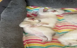 Ragdoll cats for sale: Beautiful Ragdoll Kittens.  - Image 12