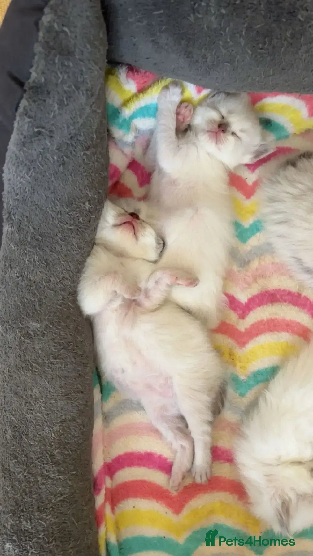 Ragdoll cats for sale: Beautiful Ragdoll Kittens.  - Image 12