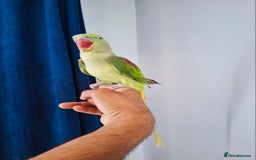 Parrots birds for sale: Beautiful hand reared alexandrine parrot for sale. - Image 1