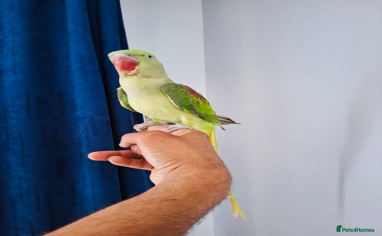 Parrots birds - Advert 1