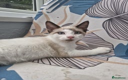 Snowshoe cats for sale: Snowshoe Kitten 4 -  pedigree snowshoes ready now - Image 6