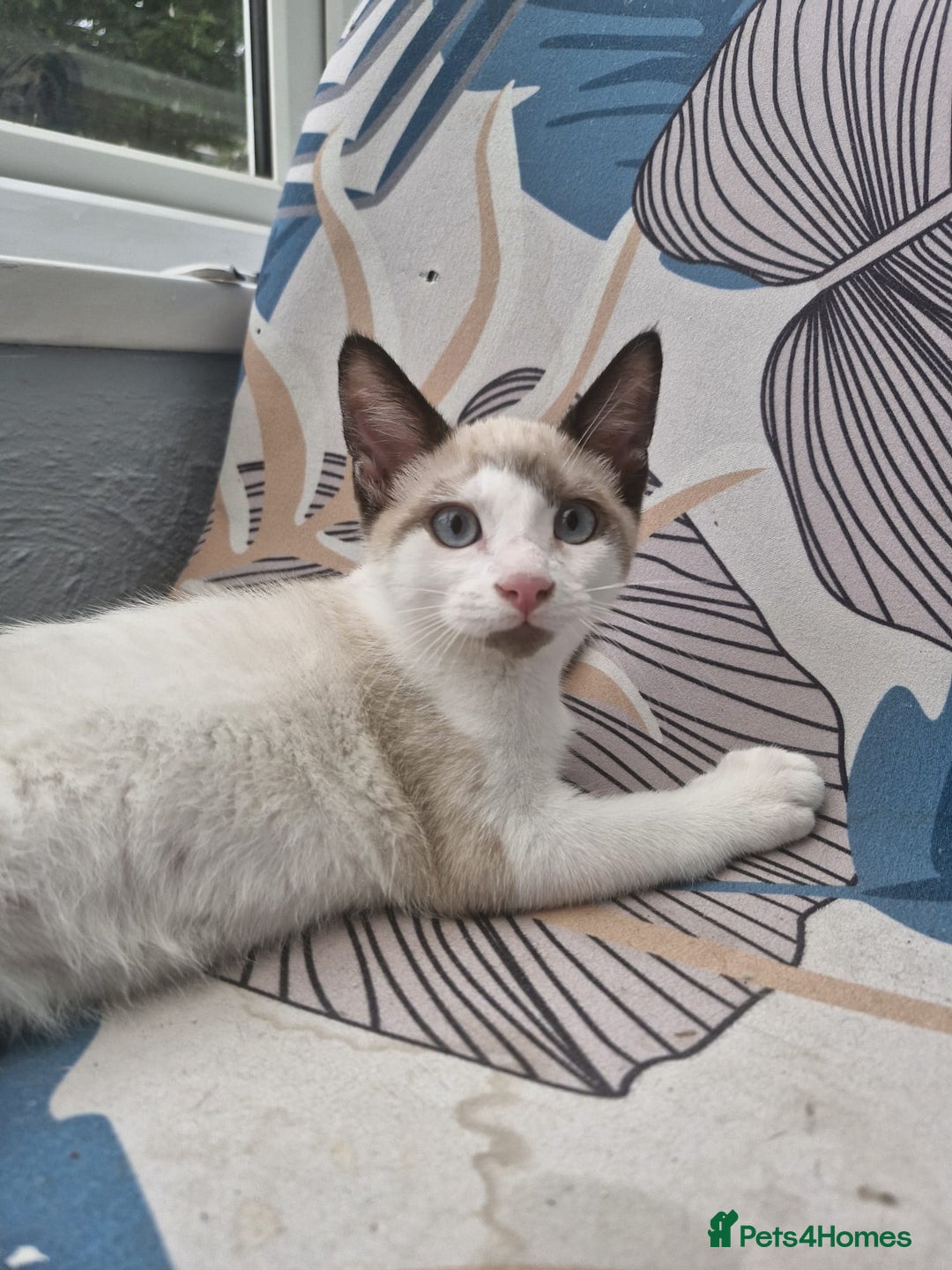 Snowshoe cats for sale: Snowshoe Kitten 4 -  pedigree snowshoes ready now - Image 6