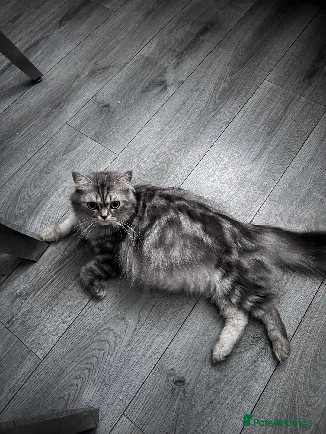 Ragdoll cats for sale: Ragdoll Persian kittens  - Advert 3