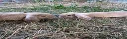 Dwarf Lop rabbits for sale: Dwarf Lops - Advert 5