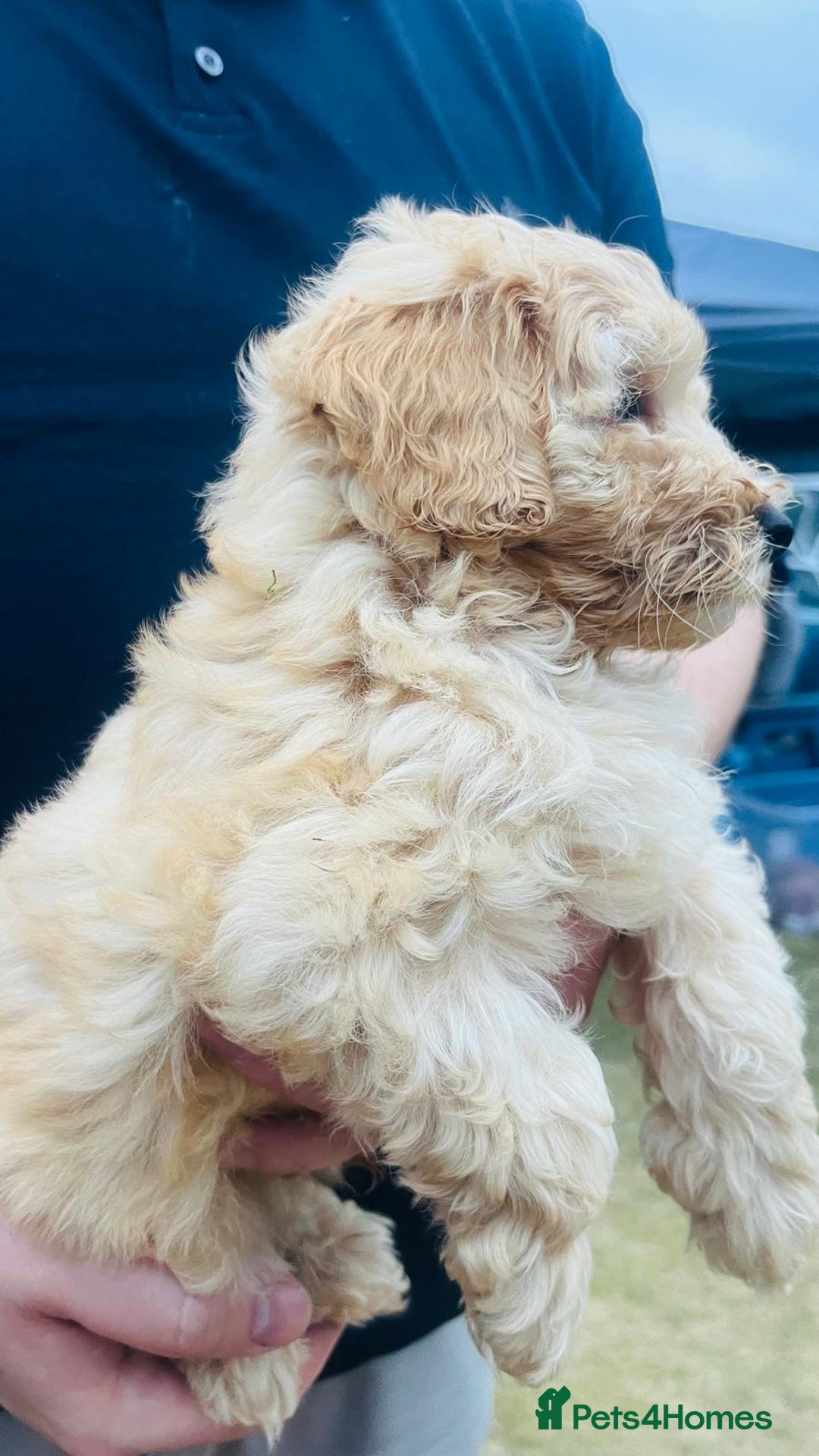 Labradoodle dogs for sale: Chunky Miniature Soft Curled Labradoodle Pups - Image 15