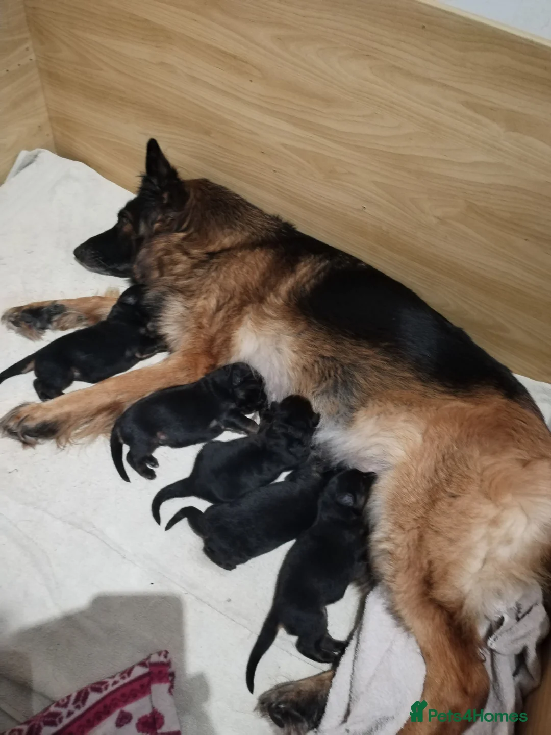 German Shepherd dogs for sale: PUPPIES FOR SALE in Tipton - Advert 11