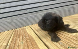 Mixed Breed dogs for sale: Stunning jackapoo x cocapoo puppies - Image 24