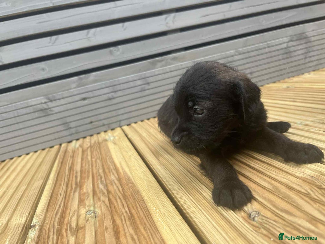 Mixed Breed dogs for sale: Stunning jackapoo x cocapoo puppies - Image 24