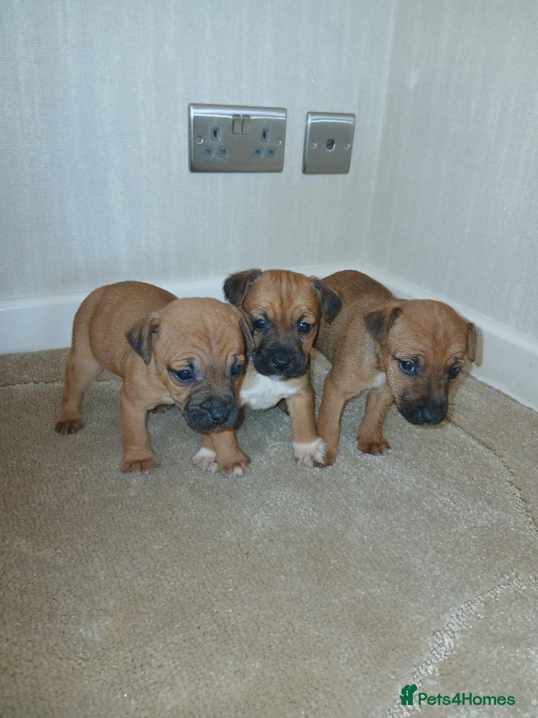 Border Terrier dogs for sale: Stunning border terrier puppies  - Advert 3