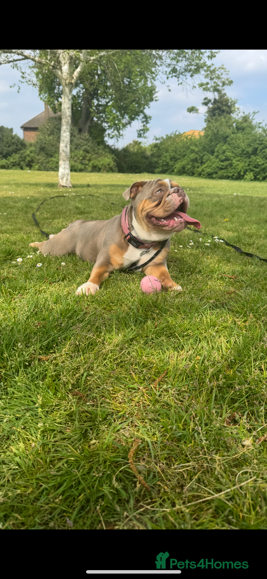English Bulldog dogs for sale: Beautiful Female English Bulldog for sale  - Advert 3