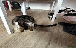 Domestic Shorthair cats for sale: beautiful tabby and black and white kittens - Image 10