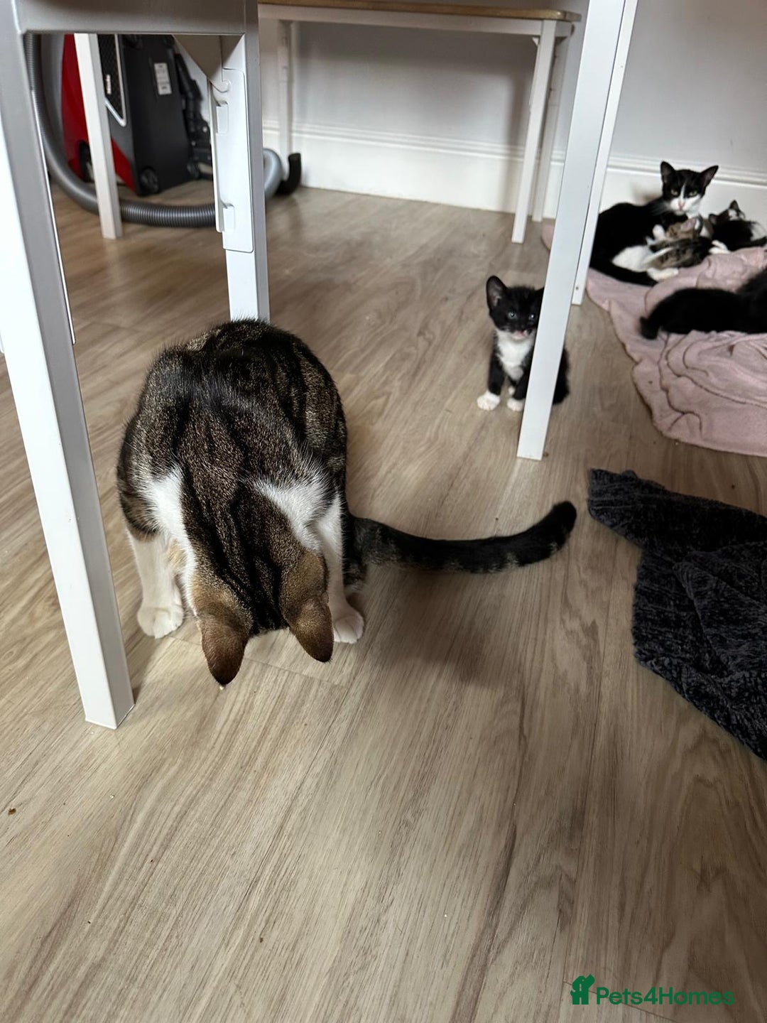 Domestic Shorthair cats for sale: beautiful tabby and black and white kittens - Image 10