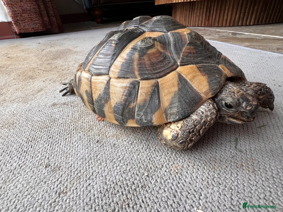 Hermann Tortoise reptiles for sale: Hermann Tortoise 26yr old in Chard - Advert 8