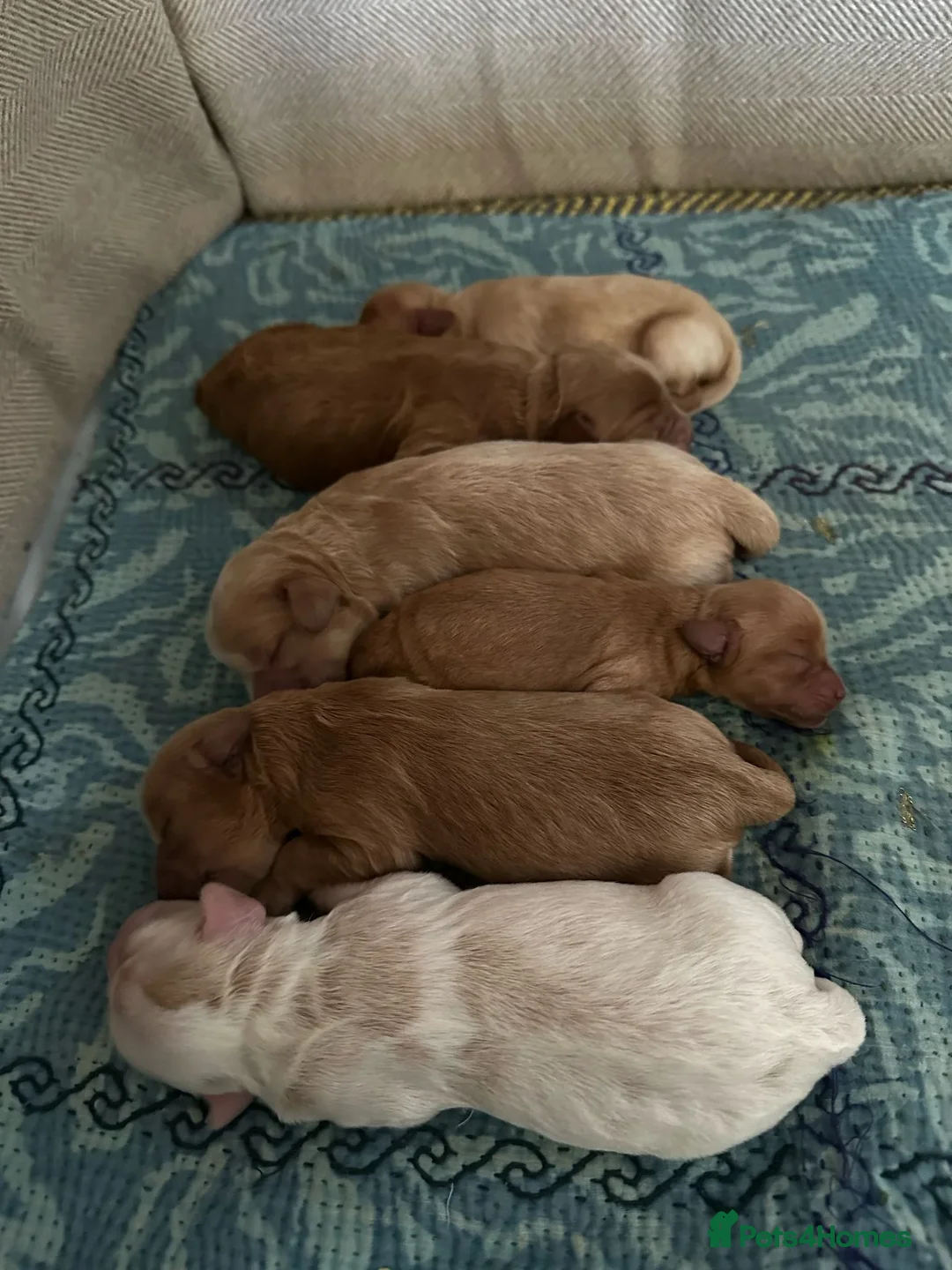 Cavapoo dogs for stud: F1B cavapoo great success rate  in Exeter - Advert 8