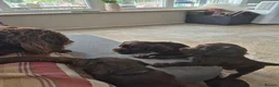Sprocker dogs for sale: Working Sprocker Chocolate Puppies for sale - Advert 17