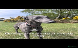 Whippet dogs for sale: Beautiful Male Whippet Puppy - Image 17