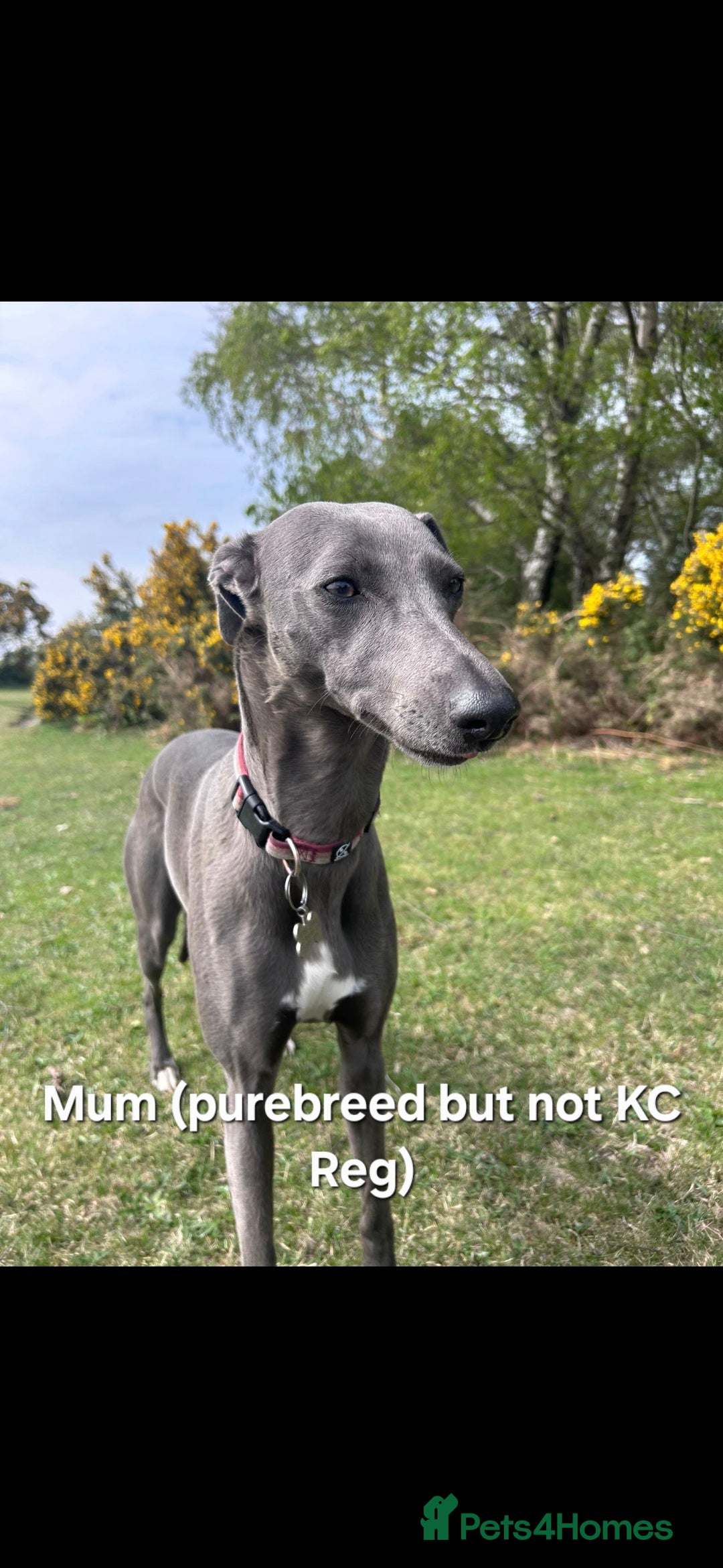 Whippet dogs for sale: Beautiful Male Whippet Puppy - Image 17