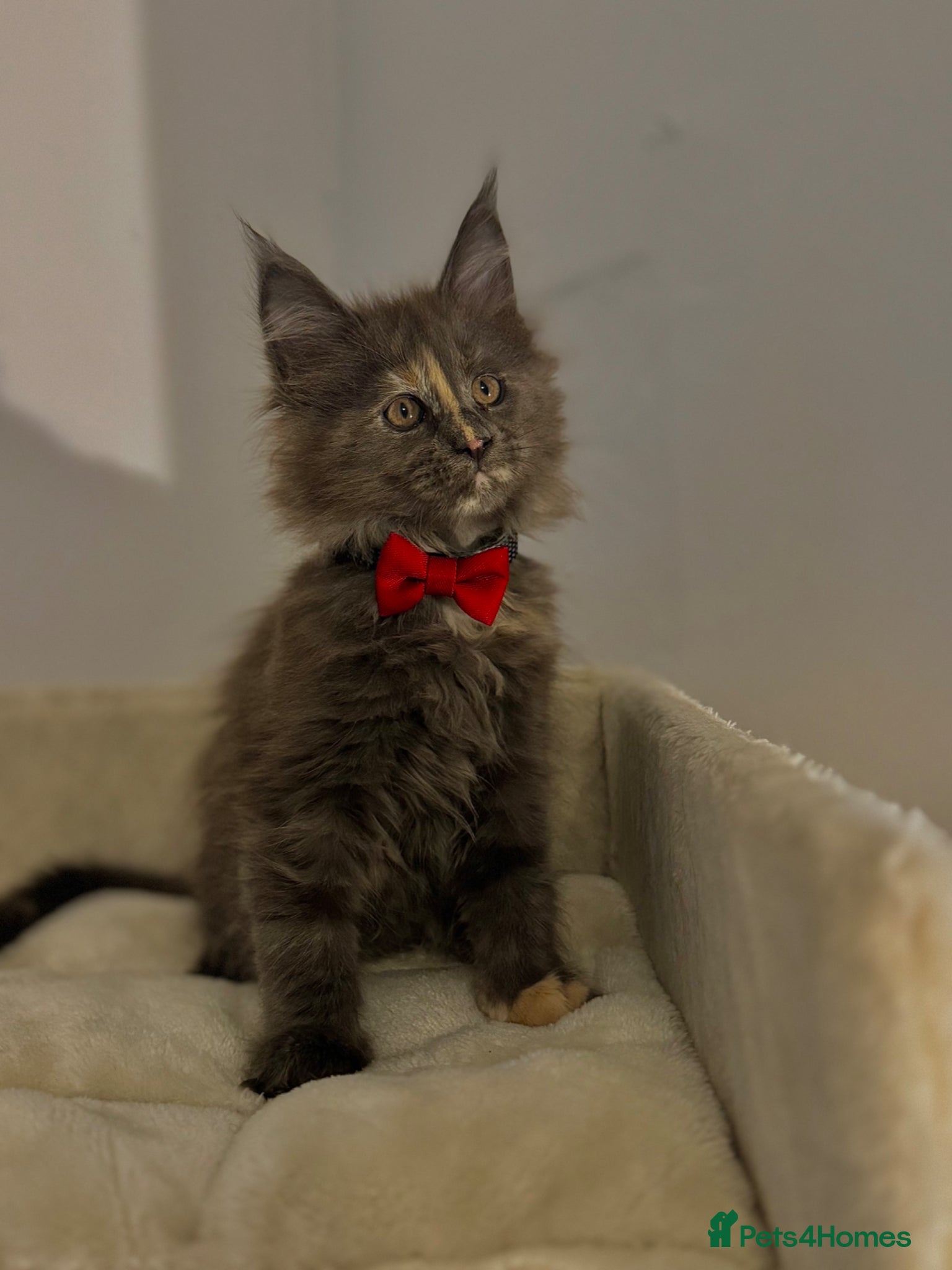 Maine Coon cats 2 Beautiful female Mainecoon kittens left! - Advert 2