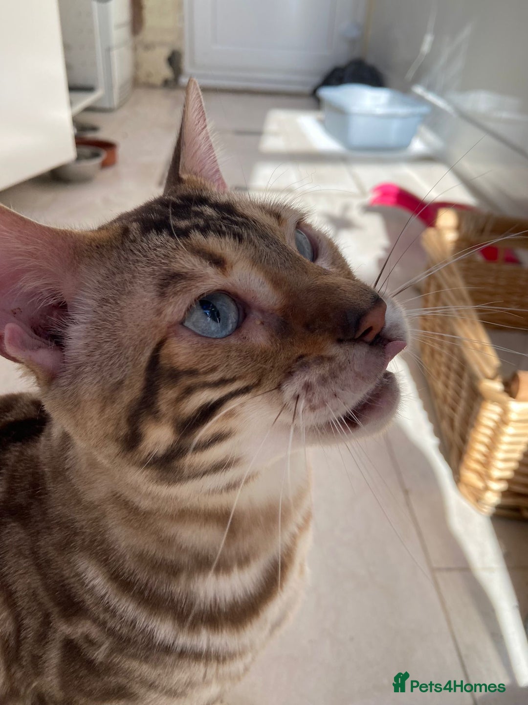 Bengal cats for sale: Cream Snow Male Bengal for Sale - TICA Registered - Image 8