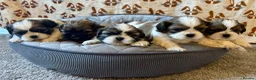 Shih Tzu dogs for sale: *Stunning litter of shihtzus* in Leighton Buzzard - Advert 18