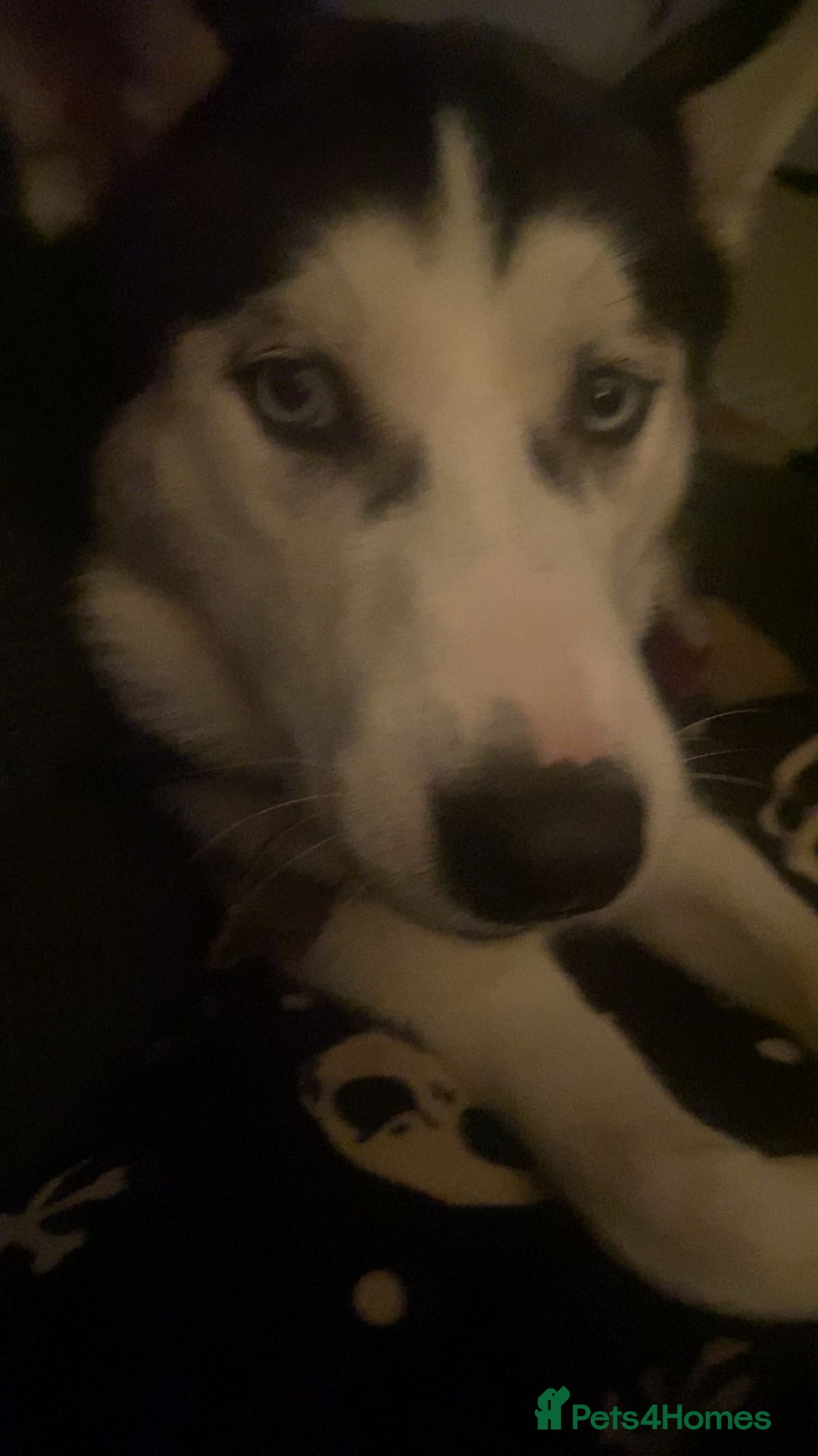 Siberian Husky dogs for sale: Keyara will be 2 on  ** s day - Advert 8