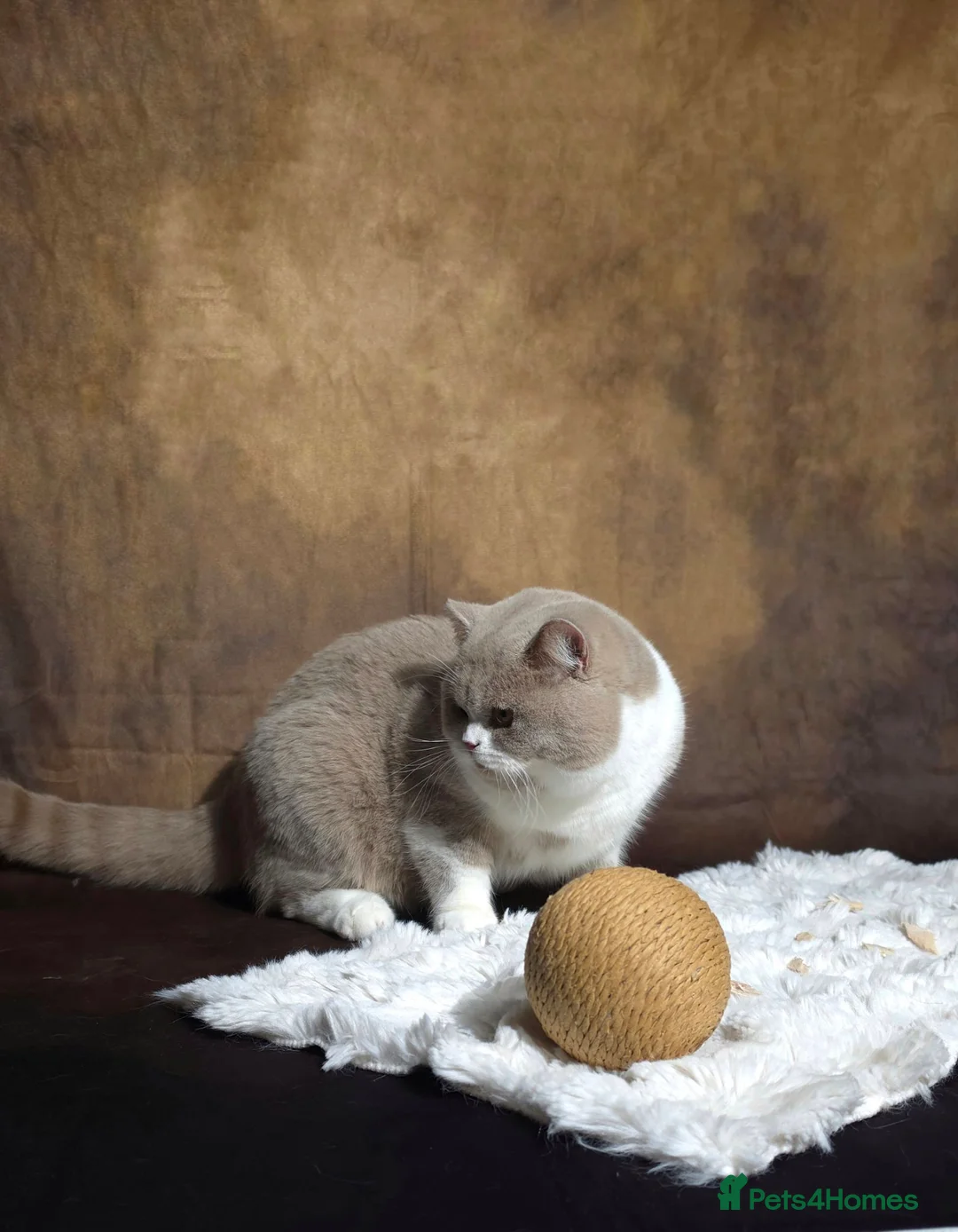 British Shorthair cats for stud: Fawn bi STUD ( Limited queens) - Advert 2