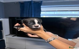 Staffordshire Bull Terrier dogs for sale: Staffordshire bull terrier puppy’s  - Image 11