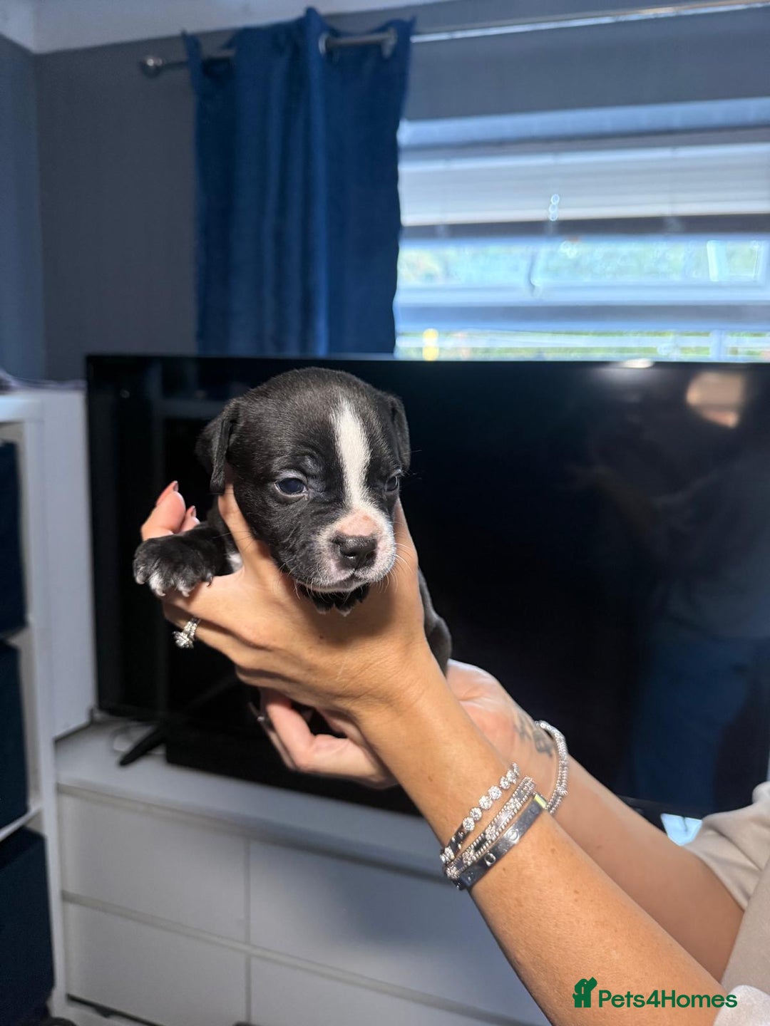 Staffordshire Bull Terrier dogs for sale: Staffordshire bull terrier puppy’s  - Image 11
