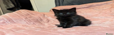 Mixed Breed Kitten 3