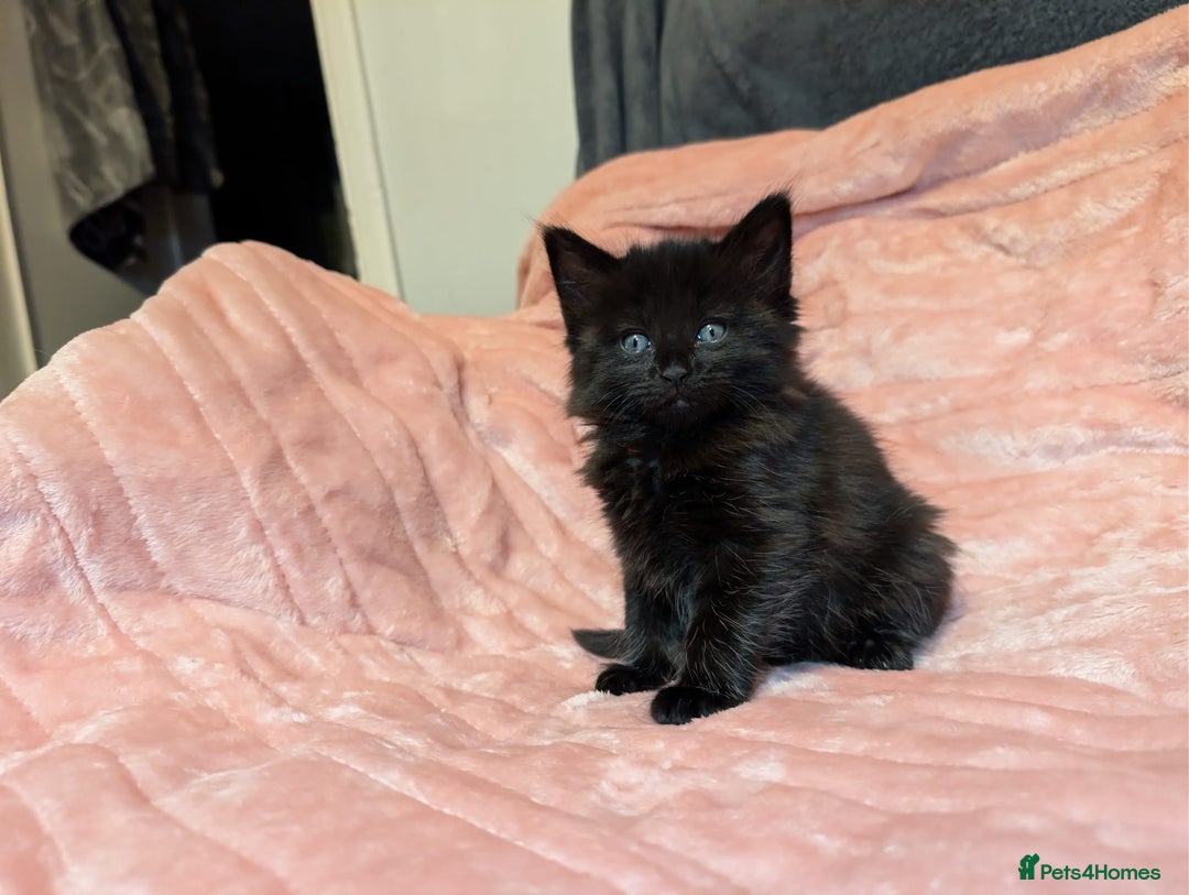 Mixed Breed cats for sale: Beautiful female kittens - Advert 6
