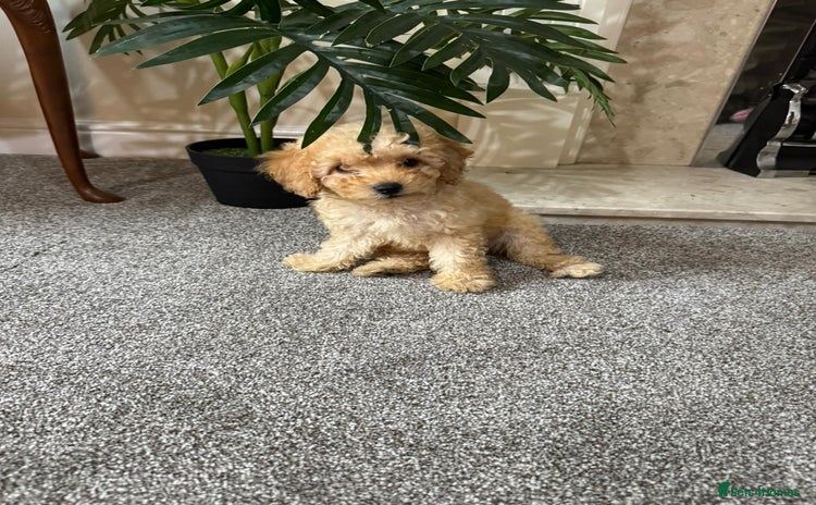 Maltipoo dogs - Advert 1