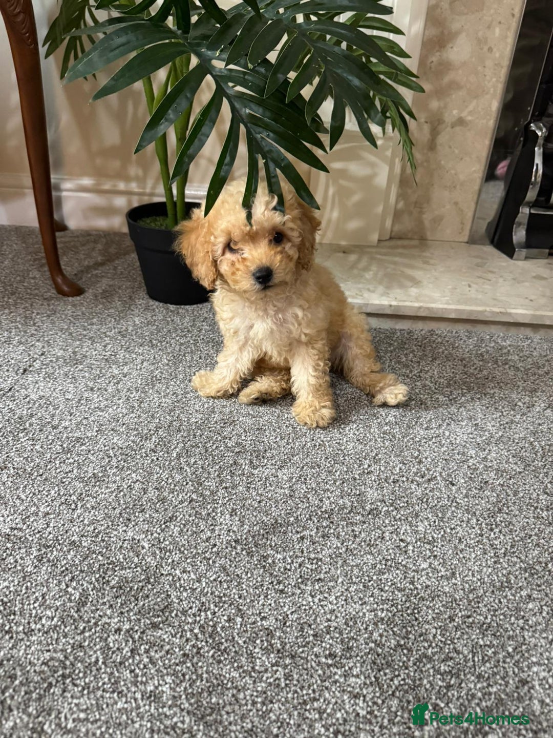 Maltipoo dogs for sale: Adorable Maltipoo Puppy  - Image 1