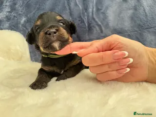Bernedoodle dogs Gorgeous Bernedoodle puppies 🖤 - Advert 2