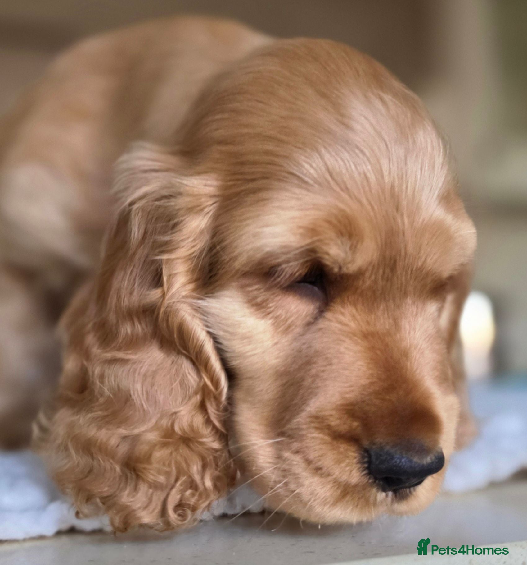 Cocker Spaniel dogs KC SHOW COCKER SPANIELS ( GENETIC TESTED PARENTS) - Advert 2