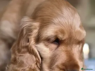 Cocker Spaniel dogs KC SHOW COCKER SPANIELS ( GENETIC TESTED PARENTS) - Advert 1