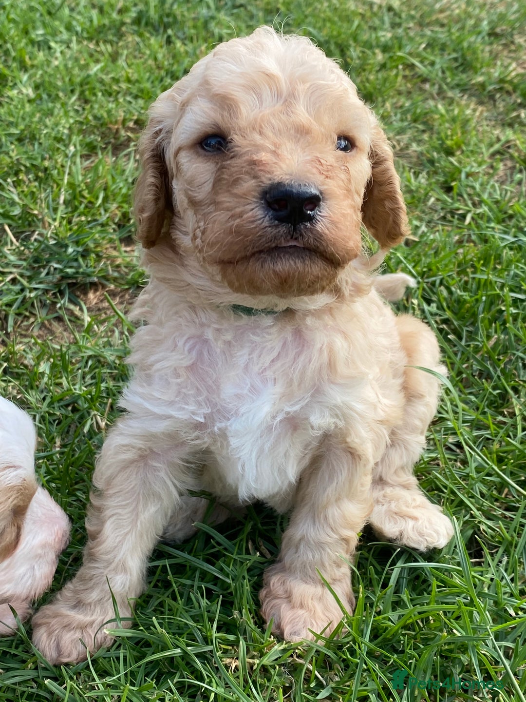 Cavapoo dogs for sale: Cavapoo Puppies - Image 7