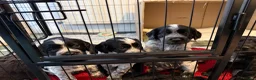 Cocker Spaniel dogs for sale: 2 Blue roan bitches available - Advert 4