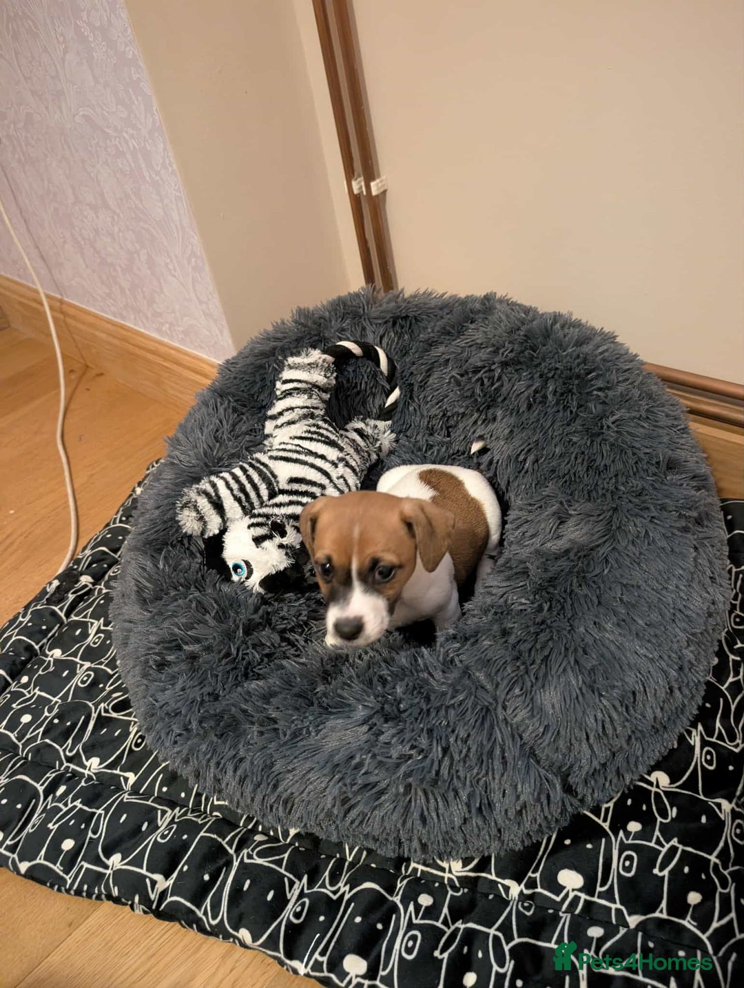 Jack Russell dogs for sale: Jack Russell pups  - Advert 2