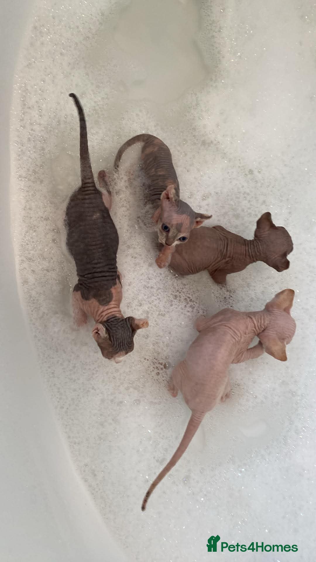 Sphynx cats Stunning sphynx kittens - Advert 1