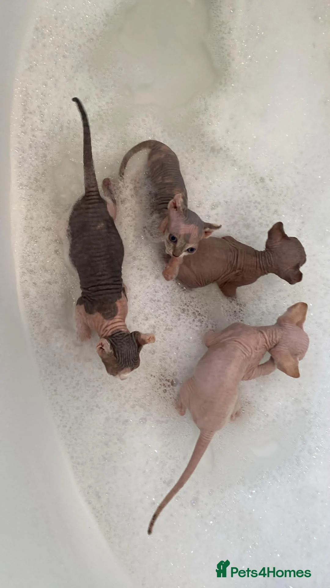 Sphynx cats for sale: Stunning sphynx kittens - Advert 1