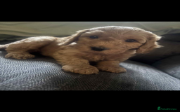 Cockapoo dogs for sale: F2 cockapoo pups  - Image 5
