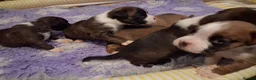 Boxer dogs for sale: PEDIGREE BOXER PUPPIES - Advert 7