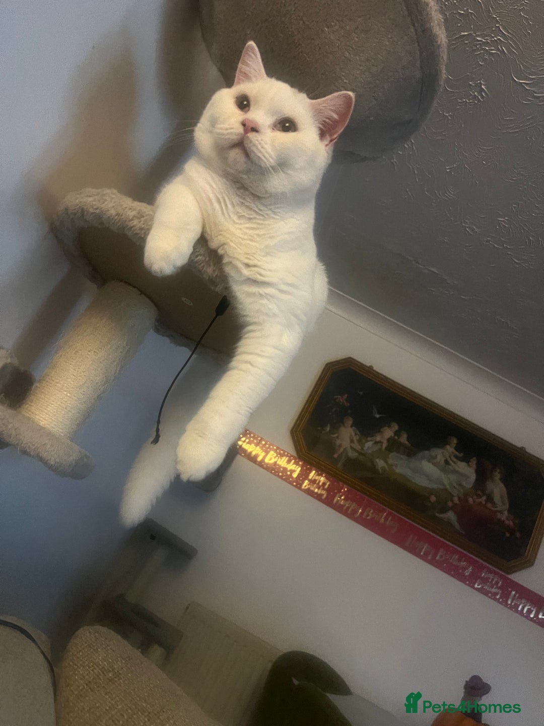British Shorthair cats for sale: LAST 1  BSH WHITE  BOY GCCF REGISTERED!!!!! - Advert 3