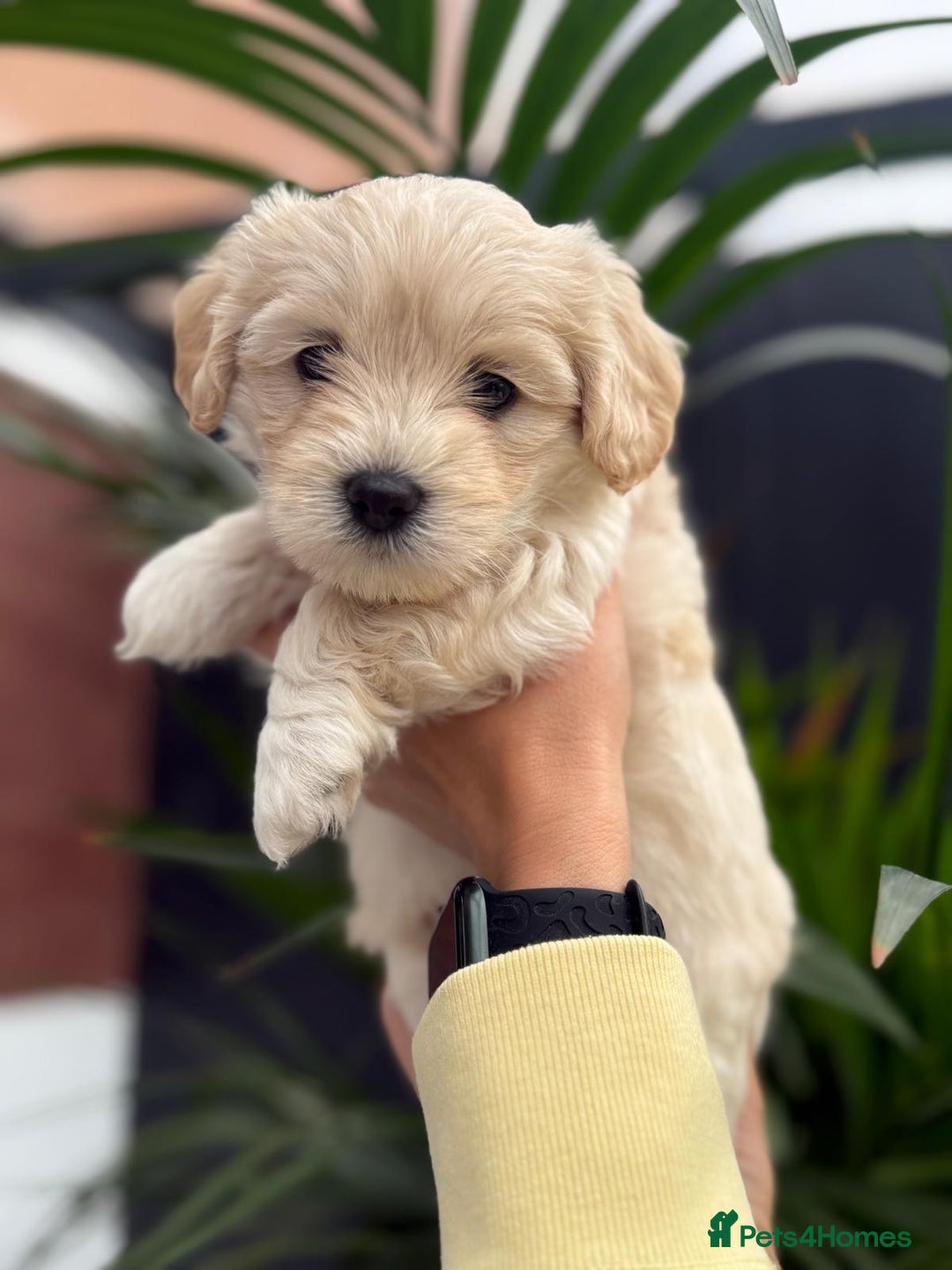 Maltipoo dogs for sale: ❤️Maltipoo beutifull puppies healthy checked❤️😍🥰 - Image 11