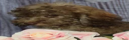 Cockapoo dogs for sale: Health tested Choc, sable & phantoms cockapoos  - Advert 27