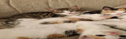 Mixed Breed cats for sale: 6 beautiful kittens ready for new homes - Advert 20